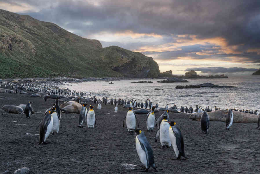 Pingüino Rey - islas Georgias del Sur 005.jpg